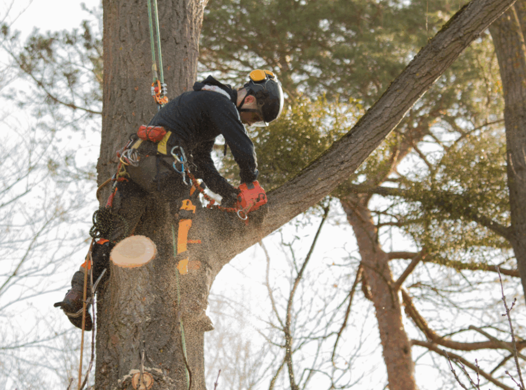tree services