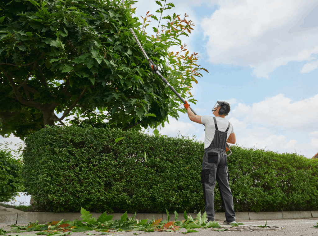 Pruning Trees & Shrubs